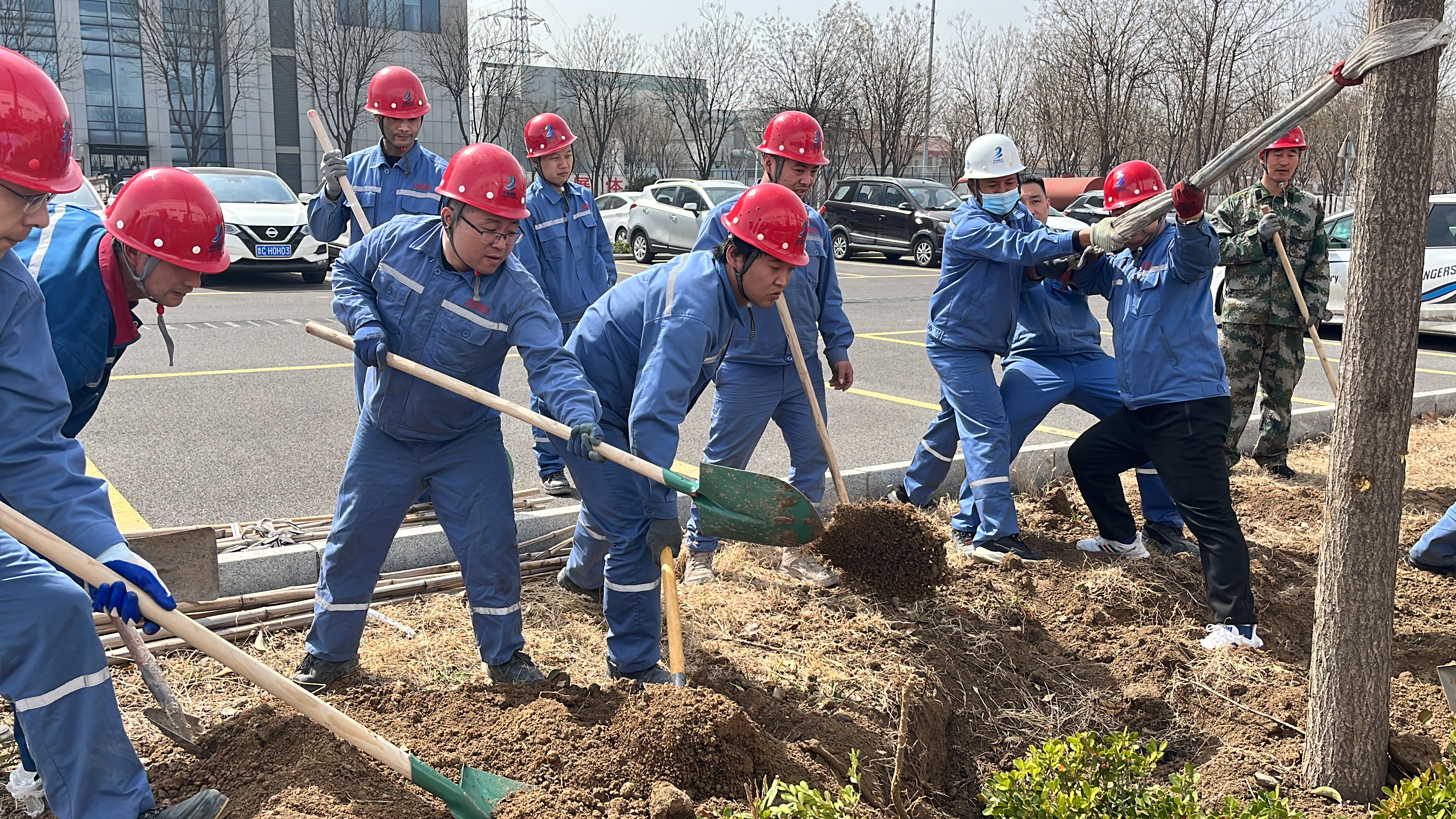 2025年3月12日植樹節干部職工移栽國槐、女貞等樹木145顆